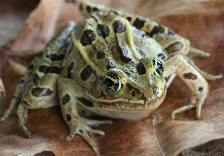 Leopard Frog